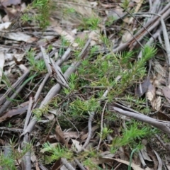 Grevillea sp. at Mongarlowe, NSW - 31 May 2020