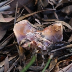 Cortinarius sp. (Cortinarius) at Mongarlowe River - 31 May 2020 by LisaH