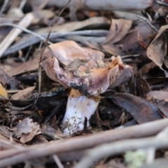 Cortinarius sp. at Mongarlowe, NSW - 31 May 2020 01:15 PM