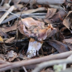 Cortinarius sp. at suppressed - 31 May 2020