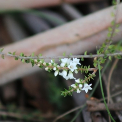 Epacris gunnii (Heath) at Mongarlowe River - 31 May 2020 by LisaH