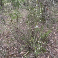 Epacris gunnii at Mongarlowe, NSW - 31 May 2020
