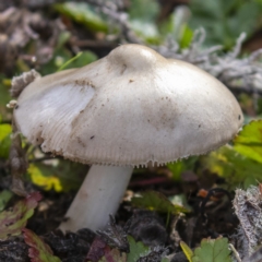 zz agaric (stem; gills white/cream) at Coree, ACT - 31 May 2020 by CedricBear