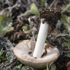 zz agaric (stem; gills white/cream) at Coree, ACT - 31 May 2020