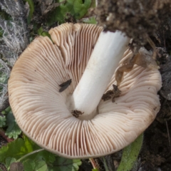 zz agaric (stem; gills white/cream) at Coree, ACT - 31 May 2020