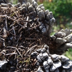 Papyrius nitidus at Symonston, ACT - suppressed