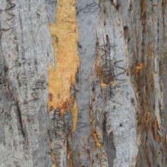 Eucalyptus rossii (Inland Scribbly Gum) at Block 402 - 25 May 2020 by MatthewFrawley