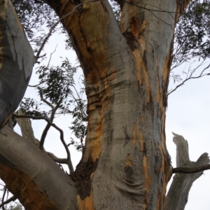Eucalyptus rossii at Stromlo, ACT - 25 May 2020