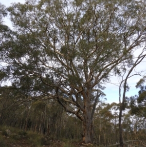 Eucalyptus rossii at Bluetts Block (402, 403, 12, 11) - 25 May 2020