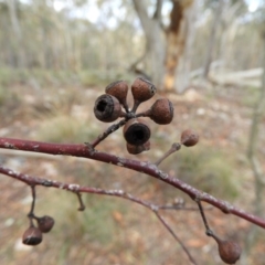 Eucalyptus rossii at Block 402 - 25 May 2020