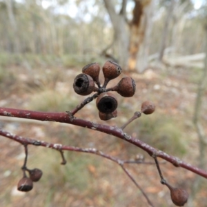 Eucalyptus rossii at Stromlo, ACT - 25 May 2020