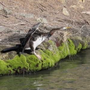 Anhinga novaehollandiae at Evatt, ACT - 25 May 2020 01:49 PM