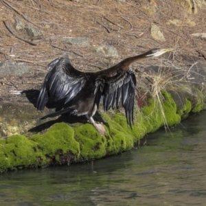 Anhinga novaehollandiae at Evatt, ACT - 25 May 2020 01:49 PM