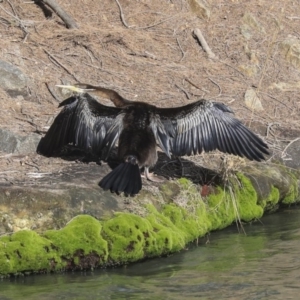 Anhinga novaehollandiae at Evatt, ACT - 25 May 2020 01:49 PM