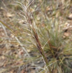 Aristida ramosa (Purple Wire Grass) at Block 402 - 25 May 2020 by MatthewFrawley