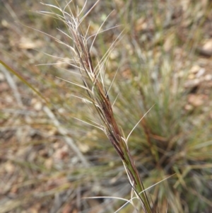 Aristida ramosa at Stromlo, ACT - 25 May 2020 02:35 PM