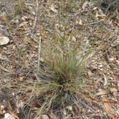 Aristida ramosa at Stromlo, ACT - 25 May 2020 02:35 PM