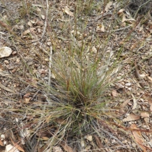 Aristida ramosa at Stromlo, ACT - 25 May 2020