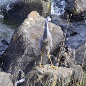 Egretta novaehollandiae at Evatt, ACT - 25 May 2020 01:53 PM