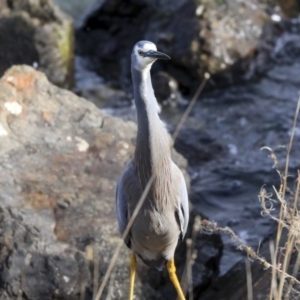 Egretta novaehollandiae at Evatt, ACT - 25 May 2020 01:53 PM