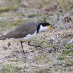 Vanellus miles (Masked Lapwing) at Belconnen, ACT - 25 May 2020 by AlisonMilton