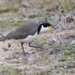 Vanellus miles (Masked Lapwing) at Belconnen, ACT - 25 May 2020 by Alison Milton