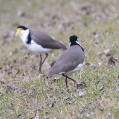 Vanellus miles at Belconnen, ACT - 25 May 2020