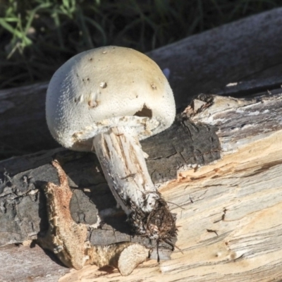 Agaricus sp. (Agaricus) at Lake Ginninderra - 24 May 2020 by Alison Milton