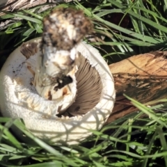 Agaricus sp. at Giralang, ACT - 25 May 2020