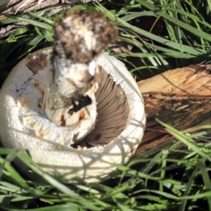 Agaricus sp. at Giralang, ACT - 25 May 2020 09:35 AM