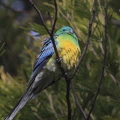 Psephotus haematonotus (Red-rumped Parrot) at Belconnen, ACT - 25 May 2020 by Alison Milton