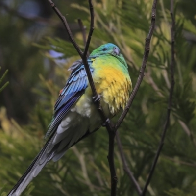 Psephotus haematonotus (Red-rumped Parrot) at Belconnen, ACT - 25 May 2020 by AlisonMilton