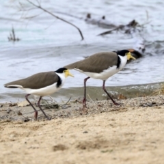 Vanellus miles (Masked Lapwing) at Belconnen, ACT - 25 May 2020 by AlisonMilton