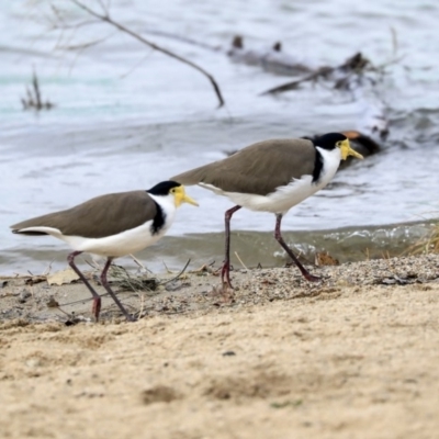 Vanellus miles (Masked Lapwing) at Lake Ginninderra - 25 May 2020 by Alison Milton