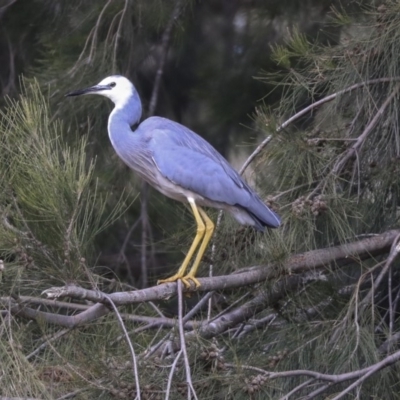 Egretta novaehollandiae (White-faced Heron) at Evatt, ACT - 25 May 2020 by AlisonMilton