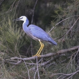 Egretta novaehollandiae at Evatt, ACT - 25 May 2020 02:03 PM