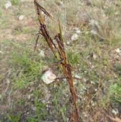 Cymbopogon refractus (Barbed-wire Grass) at Block 402 - 25 May 2020 by MatthewFrawley