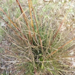 Cymbopogon refractus at Stromlo, ACT - 25 May 2020 02:42 PM