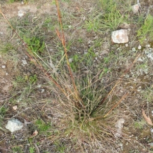 Cymbopogon refractus at Stromlo, ACT - 25 May 2020