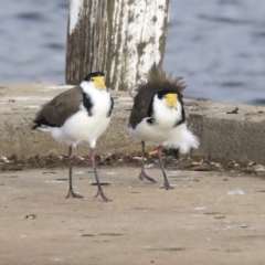 Vanellus miles (Masked Lapwing) at Belconnen, ACT - 25 May 2020 by Alison Milton