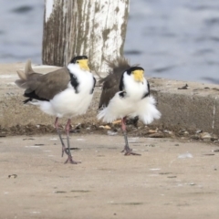 Vanellus miles at Belconnen, ACT - 25 May 2020