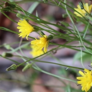 Crepis capillaris at Cotter River, ACT - 31 May 2020 03:28 PM