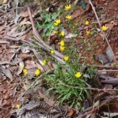 Crepis capillaris at Cotter River, ACT - 31 May 2020 03:28 PM