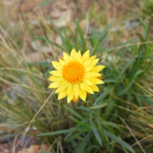 Xerochrysum viscosum at Stromlo, ACT - 25 May 2020