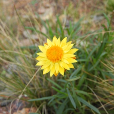 Xerochrysum viscosum (Sticky Everlasting) at Stromlo, ACT - 25 May 2020 by MatthewFrawley