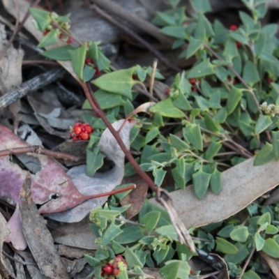 Einadia nutans subsp. nutans (Climbing Saltbush) at Black Mountain - 17 May 2020 by Sarah2019