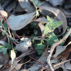 Einadia nutans subsp. nutans at Hackett, ACT - 17 May 2020