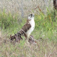 Falco berigora (Brown Falcon) at Coree, ACT - 31 May 2020 by Sarah2019