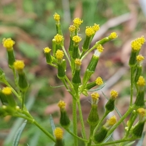 Senecio diaschides at Paddys River, ACT - 1 Jun 2020