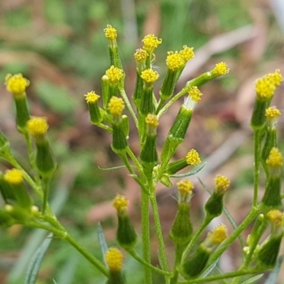 Senecio diaschides (Erect Groundsel) at Paddys River, ACT - 1 Jun 2020 by tpreston